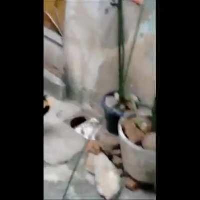 Wtf did I just saw? They are evolving.