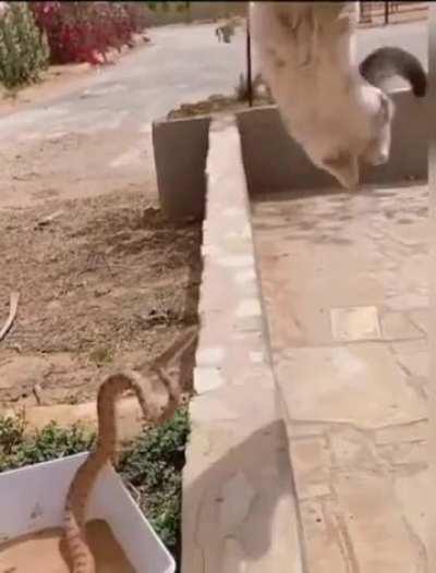 My cat people need me