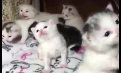 They are at the wobbly stage.