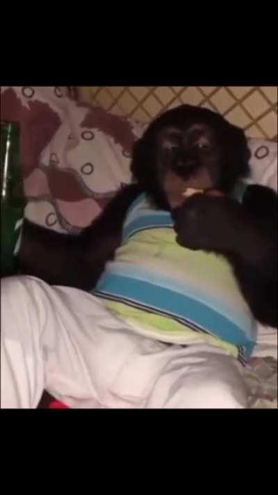 Monke chillin