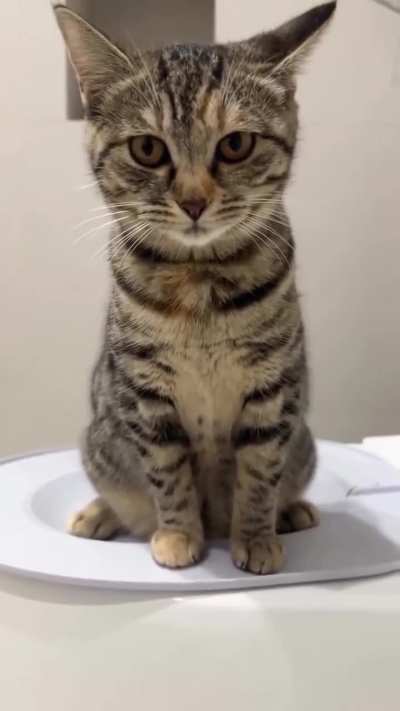 Smart kitty🐈‍⬛🤗