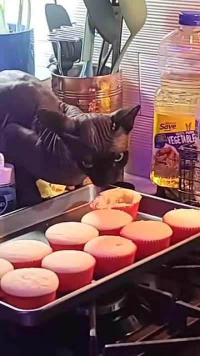 Noodles ate a cupcake