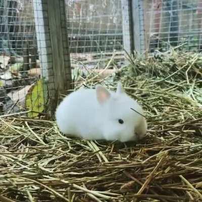 A live cotton ball doing a big stretch