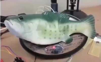 Singing fish rewired to speak for Alexa. Better with sound on