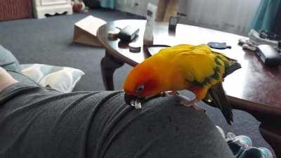as a 23 year old Sun Conure with arthritis, one of a few things that still get him to bounce with excitement is the very extra special treat of ice cream