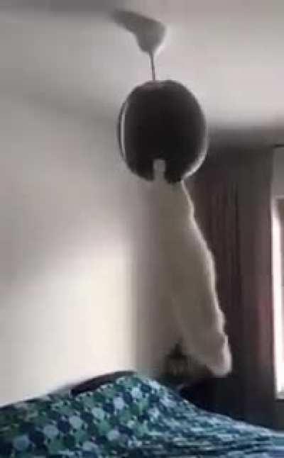 Everytime my cat is too quiet.