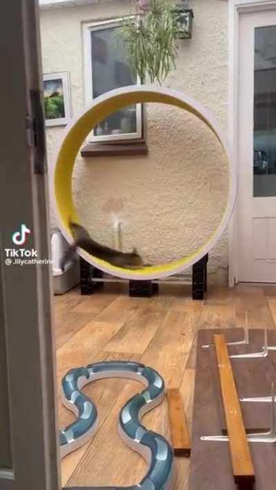 Get the big spinning wheel to enrich your stupid cat’s life (this one is still figuring it out and totally unharmed)