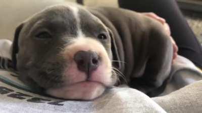 Puppy hiccups 🥺 Margo says go football!
