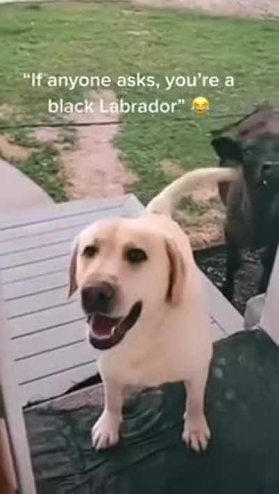 Dog invites friend over 😂🤣