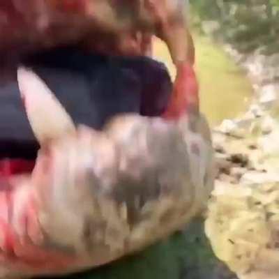 A crocodile finishing off a pig