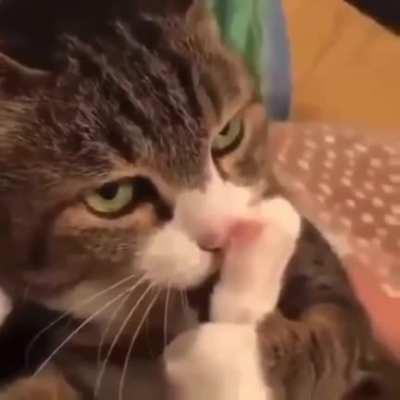 Talk on walkie-talkie - base answer 📢🚔🚨🐱