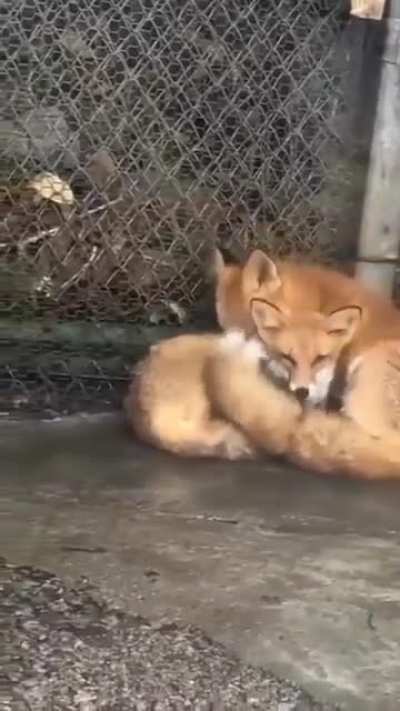 “Foxytocin” 🦊🦊😘🤗