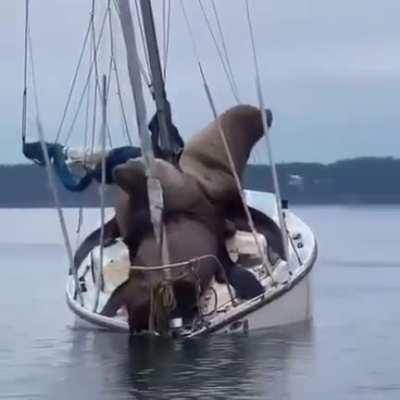 Two giant sealions bossing somebody's boat. Sealions could do serious damage to predators, and rivals, with their sharp teeth and powerful jaws. On top of that, some males can weigh 1000lbs!
