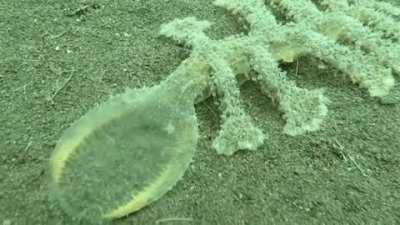Nudibranch taking a bite.