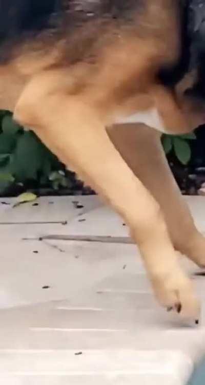 I save you little fren