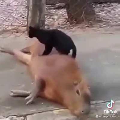 anyone wants a massage? video not mine but felt very inclined to share it with y'all