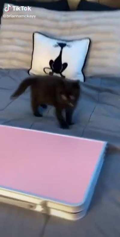 Do you wanna catch these hands?!