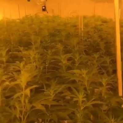 A walk through the garden. Each zone is exactly 2wks behind/ahead of the previous one