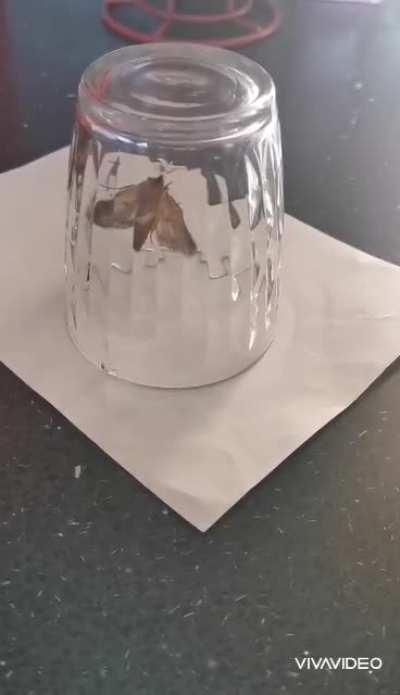 Update on the Chinese Moth