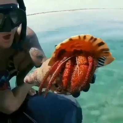 Hermit crab Pagurus bernhardus living underwater in whelk shell.