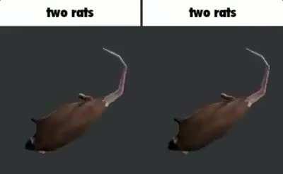 Two Rat