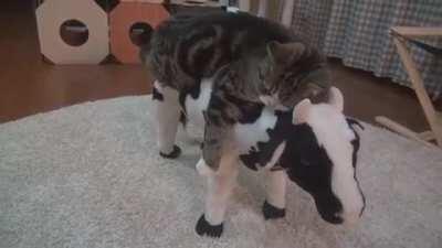 Maru and his cow bed...