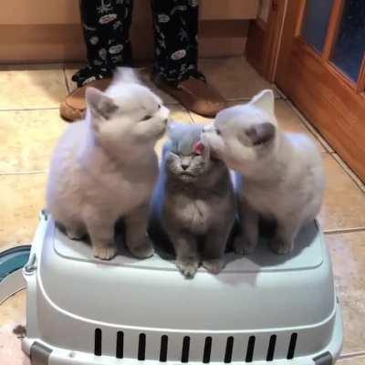 Kiss on a Gray from Greys