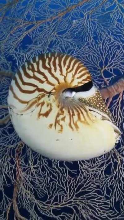 Nautilus