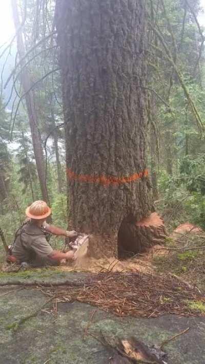 Tree splitting in half
