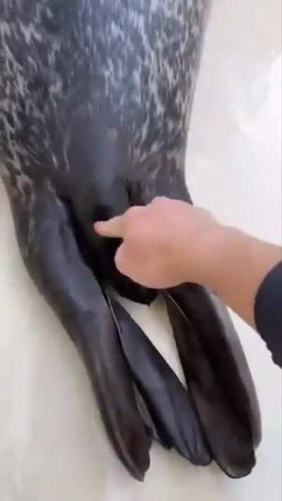 Seal Tail Does a Wiggle