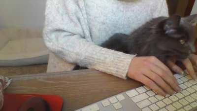 The joys of working from home when you have a needy cat.