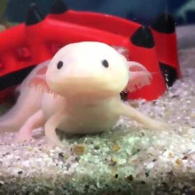 Why do axolotls have such slow reaction time? What is the scientific explanation for this?