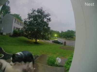 Neither of these dogs are mine…