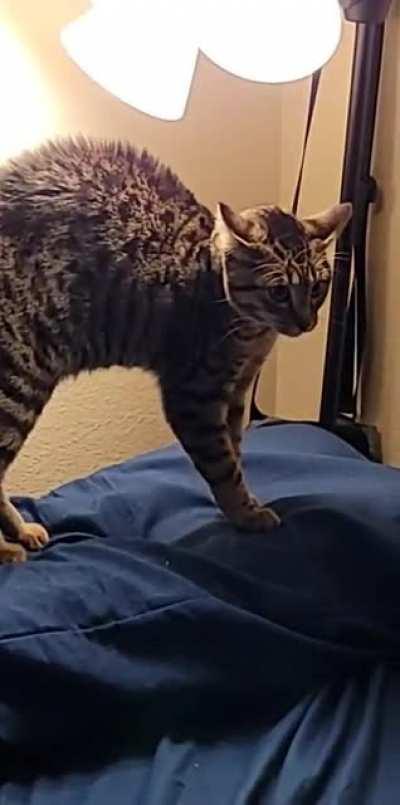 I don't think Lelah approves of the new mask