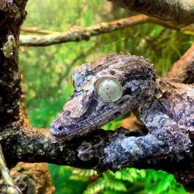 Common Flat-tail Gecko