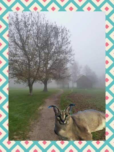 Floppa can teleport?!