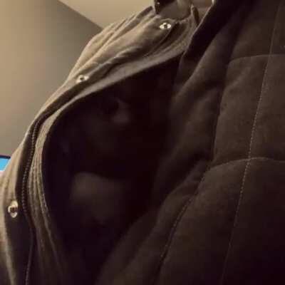 Gus loves hanging out in my vest.