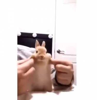 POoR BuNNY fORcEd TO dANce UnTiL It dIEs