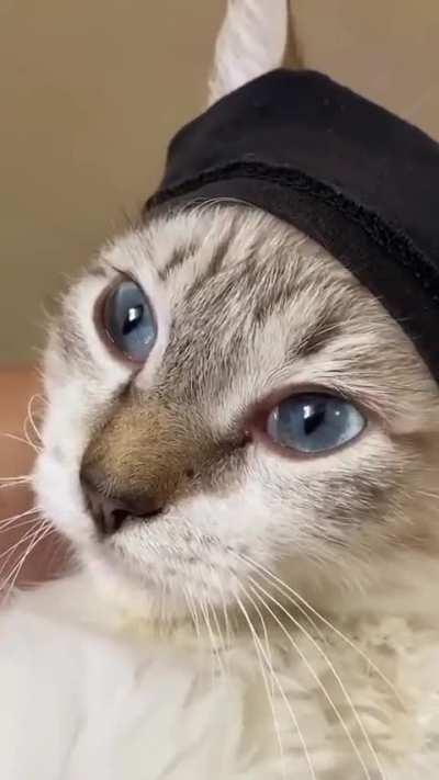 El gato es muy bonito 