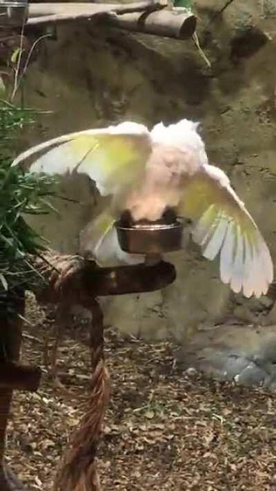 “I whip my hair back and forth, I whip my hair back and forth!!” This is how Row, a rescue cockatoo at my zoo who sings Row Your Boat, always takes a bath. Doesn’t matter if we give her a larger dish, she always wants a tiny one. And she ALWAYS spins her 