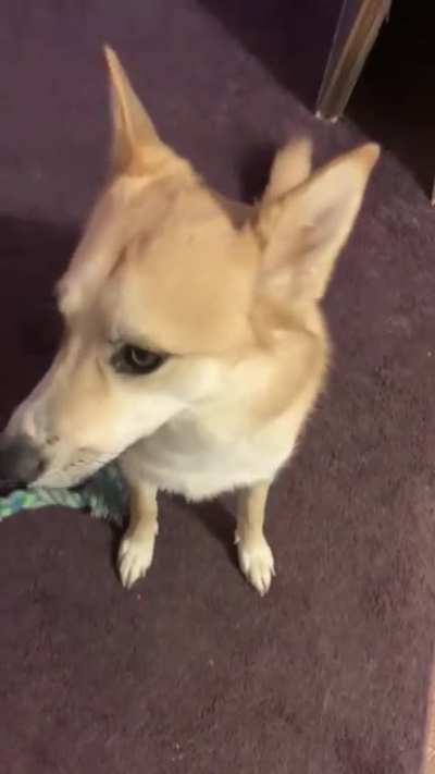 Talking with a sweet pupper