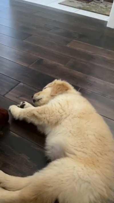 I wonder what he’s dreaming of?