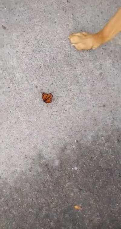 I introduce my oblivious dog