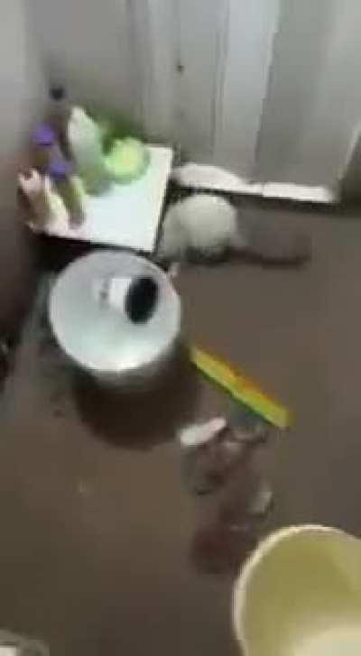 Tom and Jerry is at it again