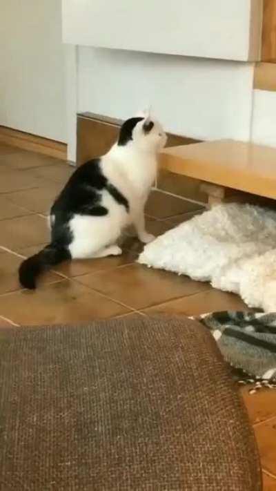 How do i know my cat won't survive in the wild