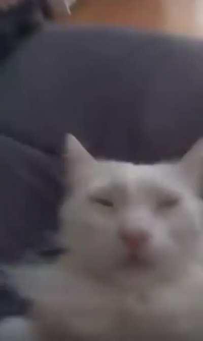 da poo poo gorilla😳😭😭😭😭🔥