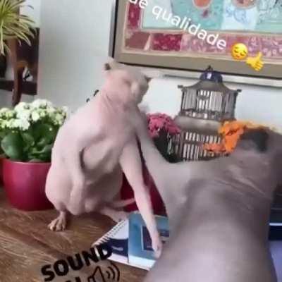 wtf bingus and bongus are fighting!!!