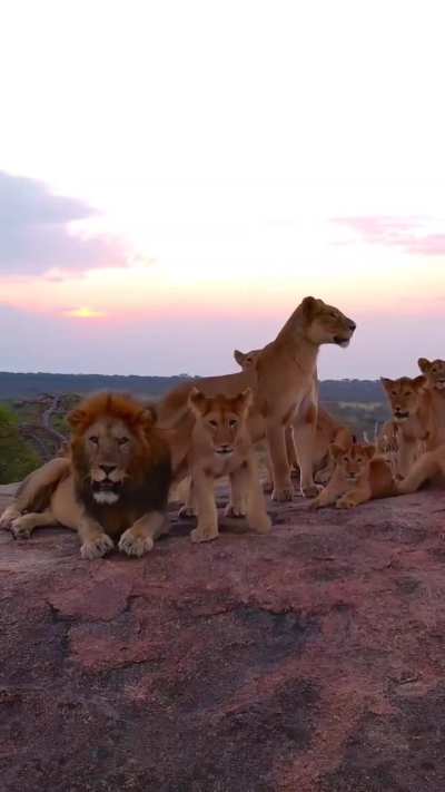🔥 Real life Lion King