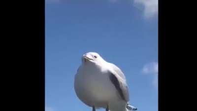 Seagull