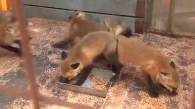 Excerpt from Abroad in Japan's 